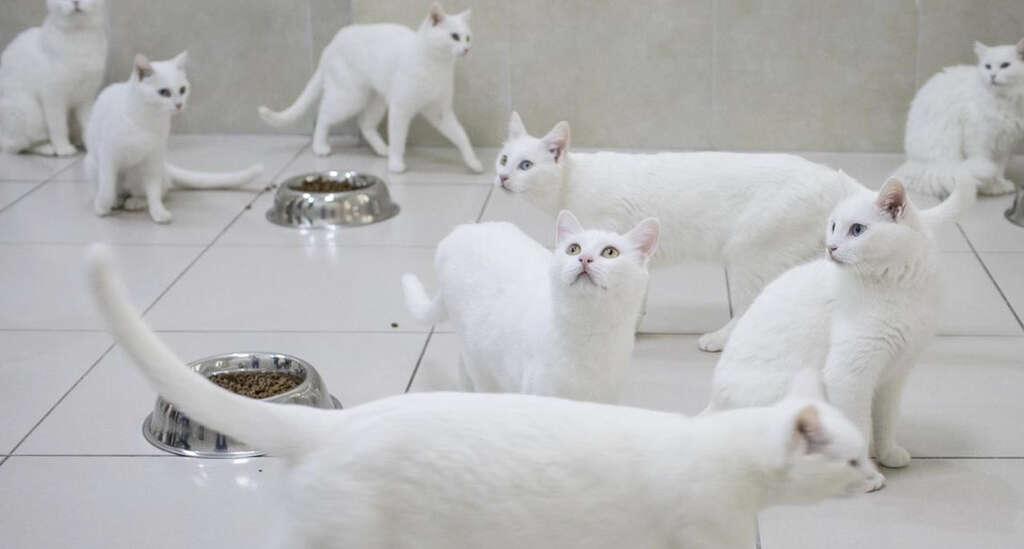 Hoarding Disorder