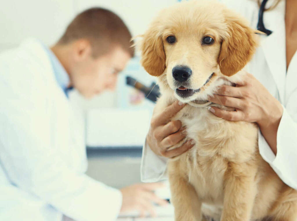 Hypersensitivity Pneumonitis