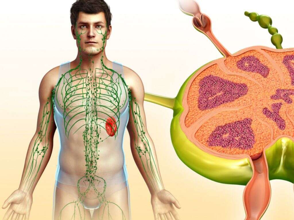Lymph
