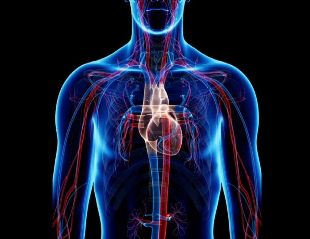 Lymph
