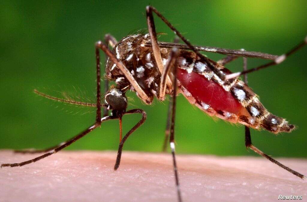 Malaria