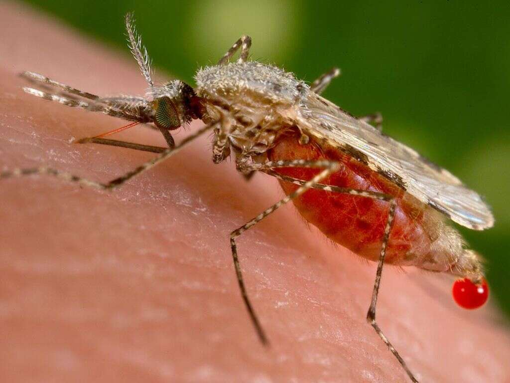 Malaria