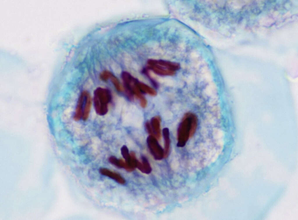 Meiosis
