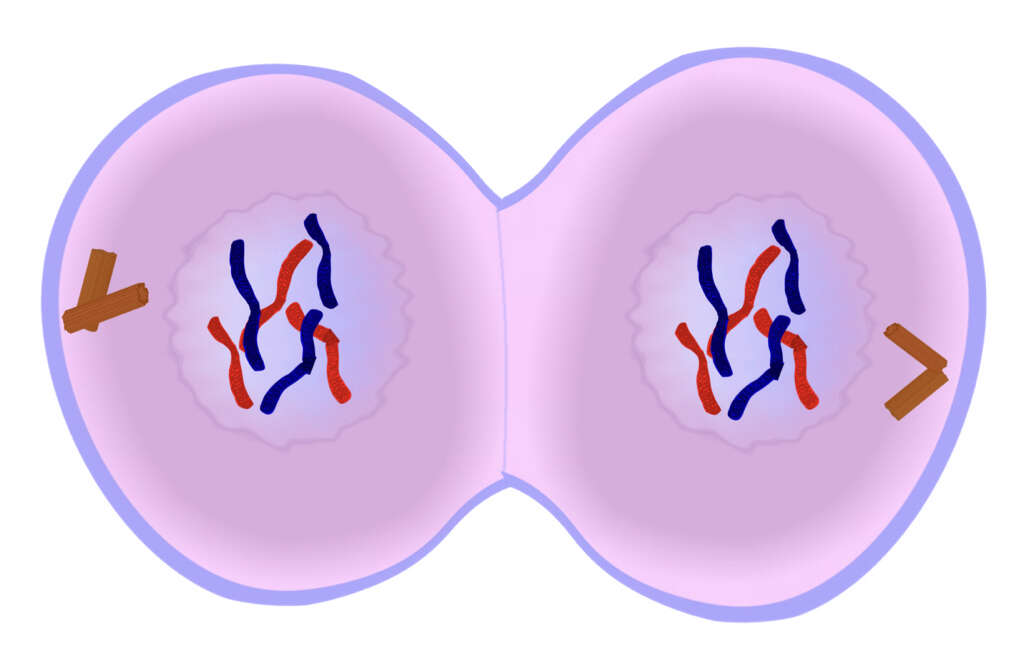 Meiosis