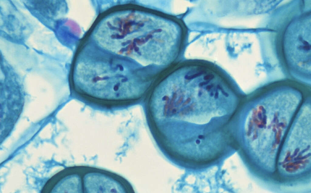 Meiosis