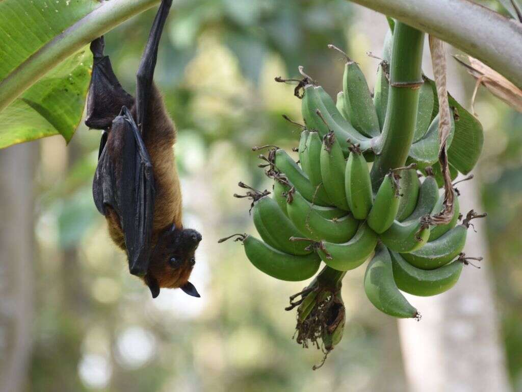 Nipah Virus