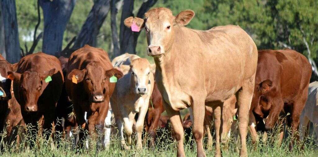 Q Fever