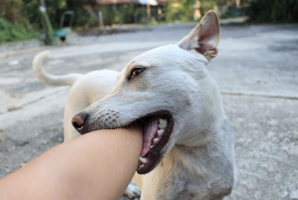 Rabies