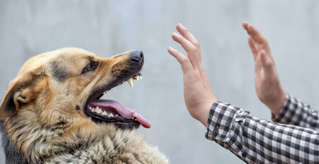 Rabies