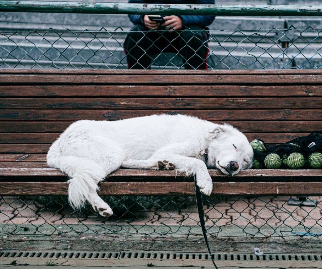REM Sleep