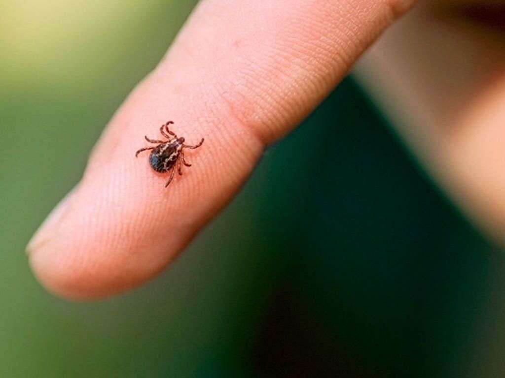 Rocky Mountain Spotted Fever