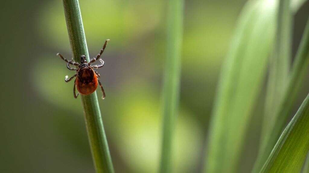 Rocky Mountain Spotted Fever