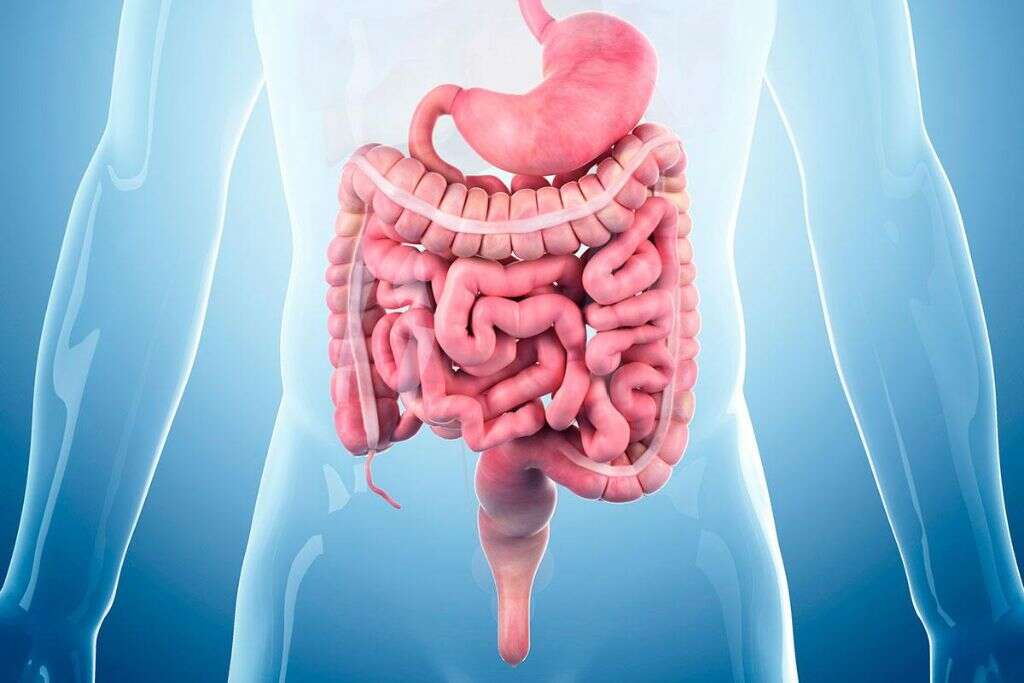 Salmonella
