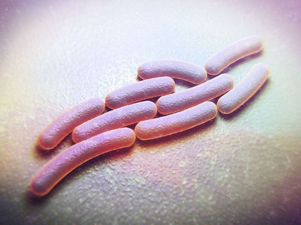 What Is Shigellosis?