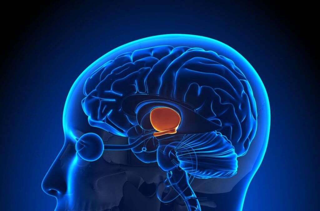 Testicular Atrophy