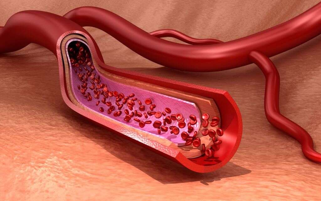Blood-Brain Barrier