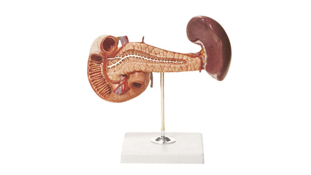 Duodenum