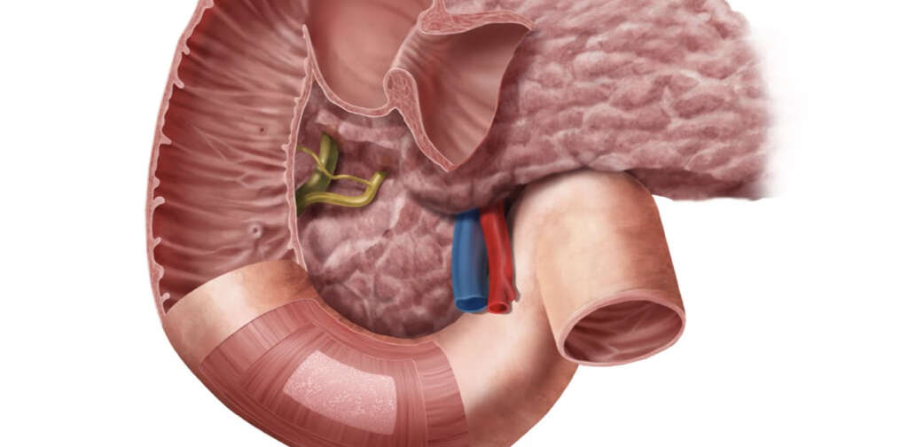 Duodenum