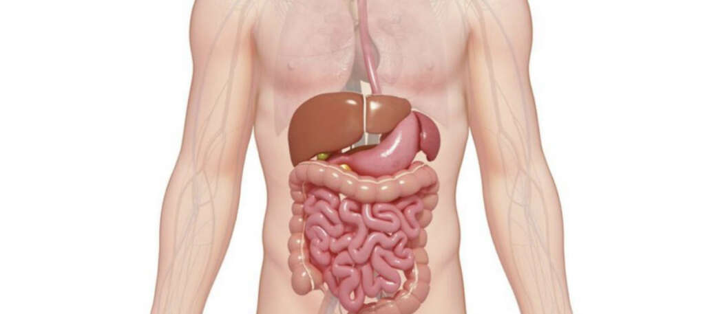Duodenum
