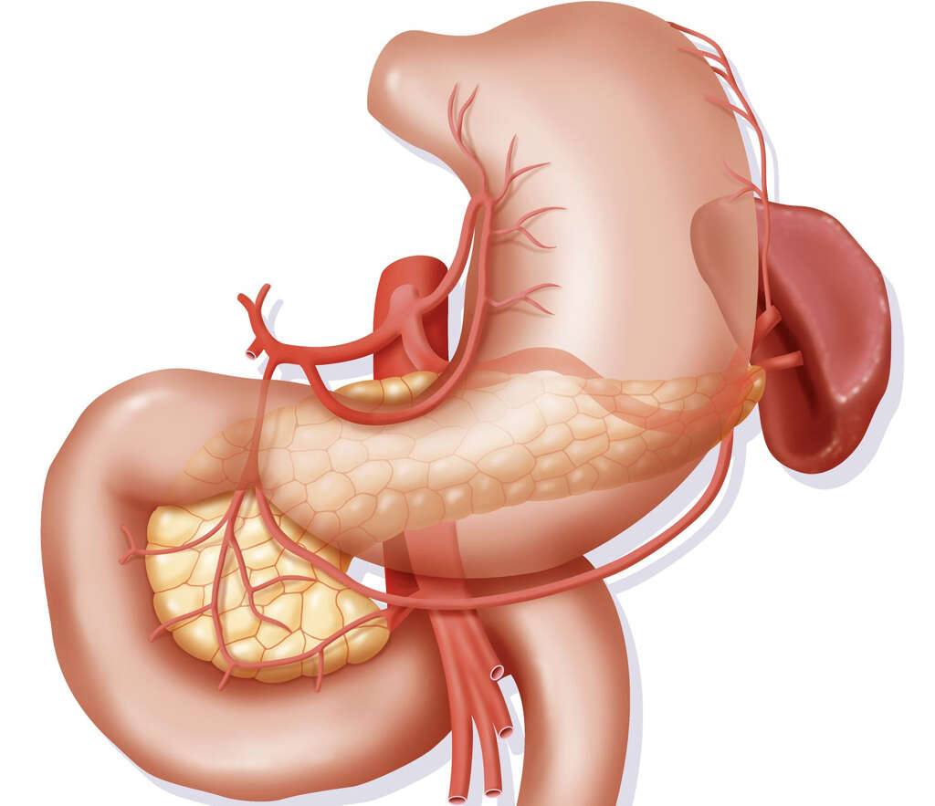 Duodenum