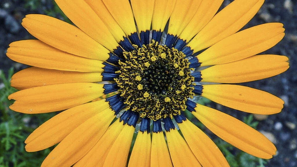 Golden Ratio