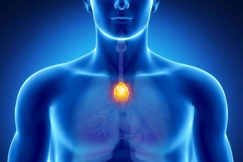 Lymphatic System