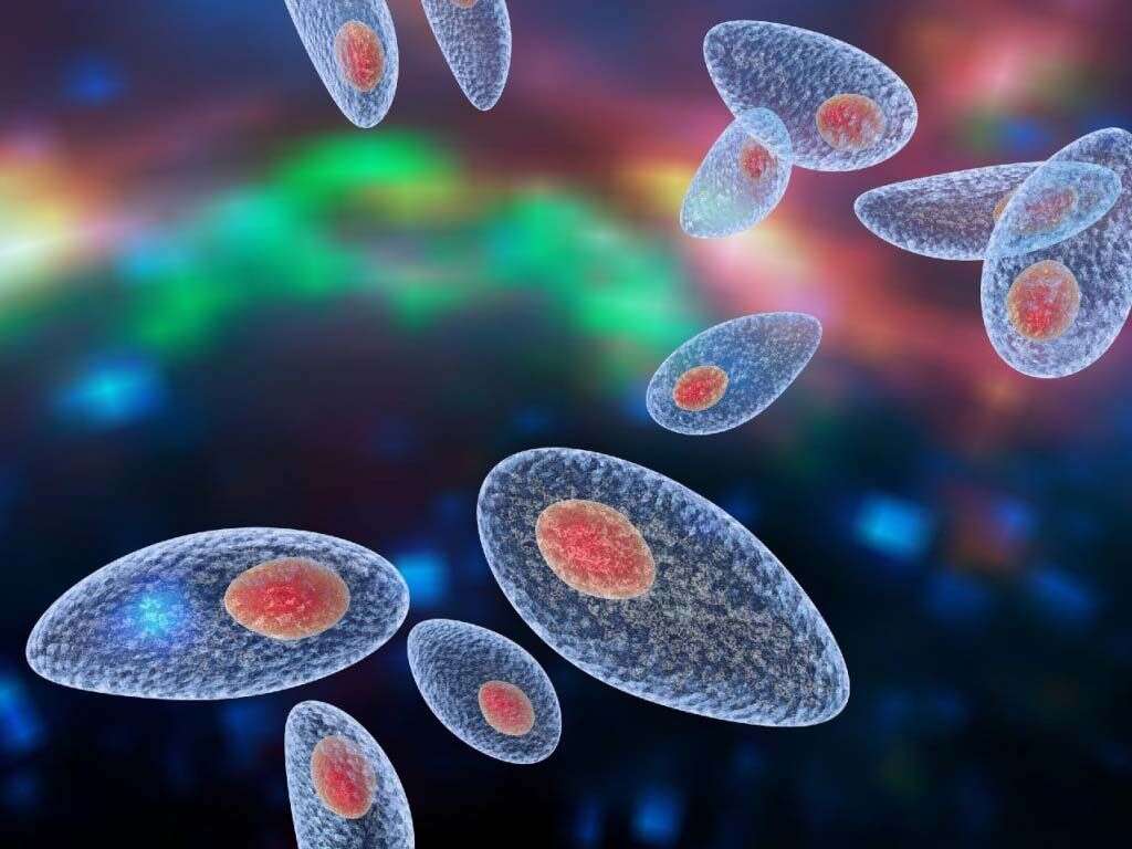 Toxoplasmosis
