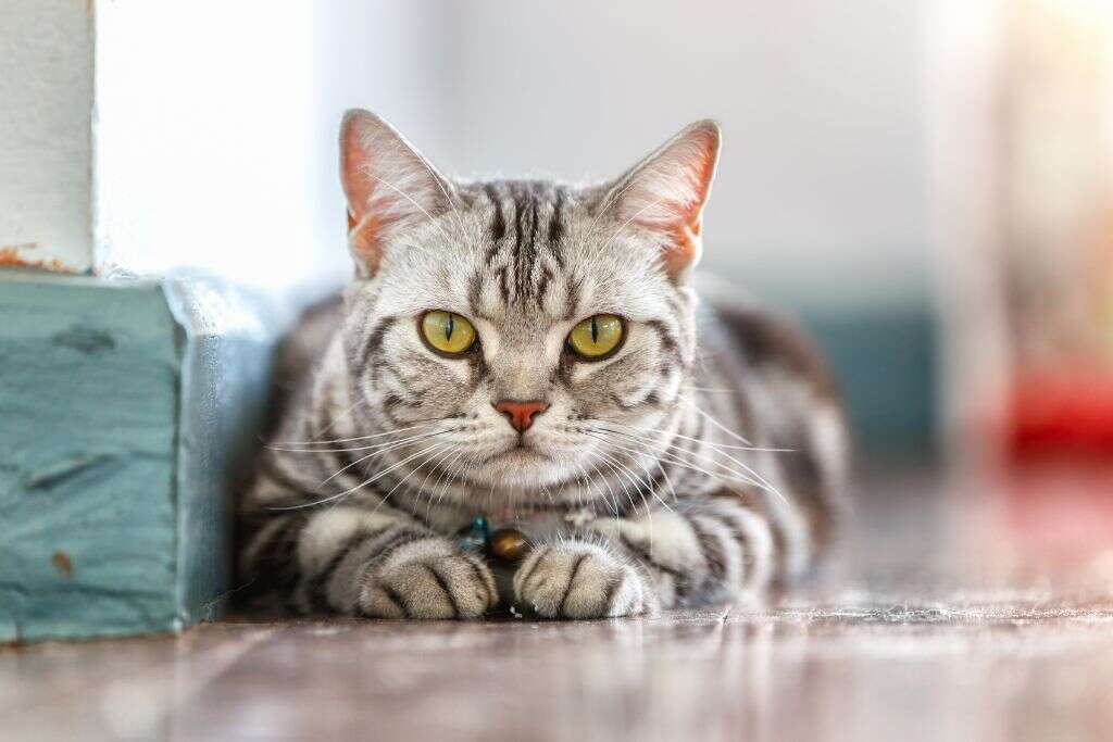 Tularemia