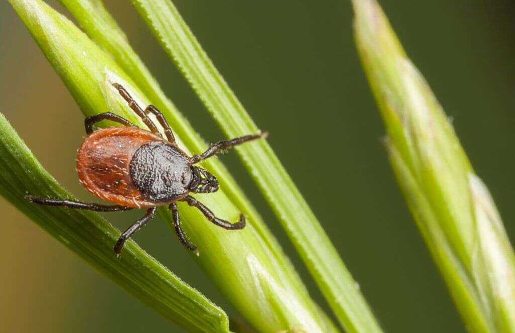 Tularemia