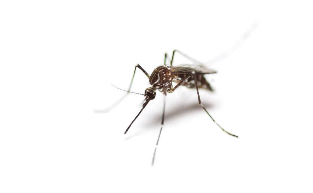 Viral Encephalitis