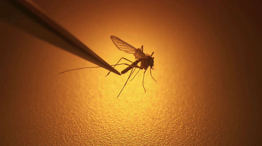 Yellow Fever