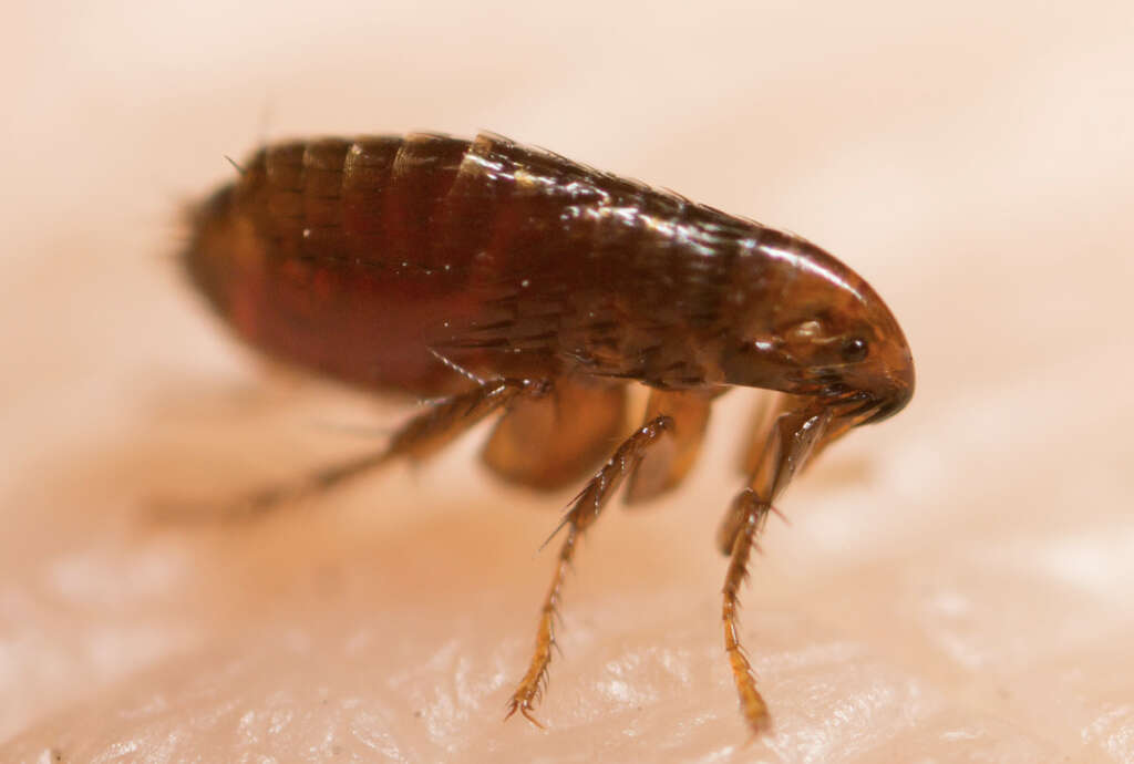 Bubonic Plague