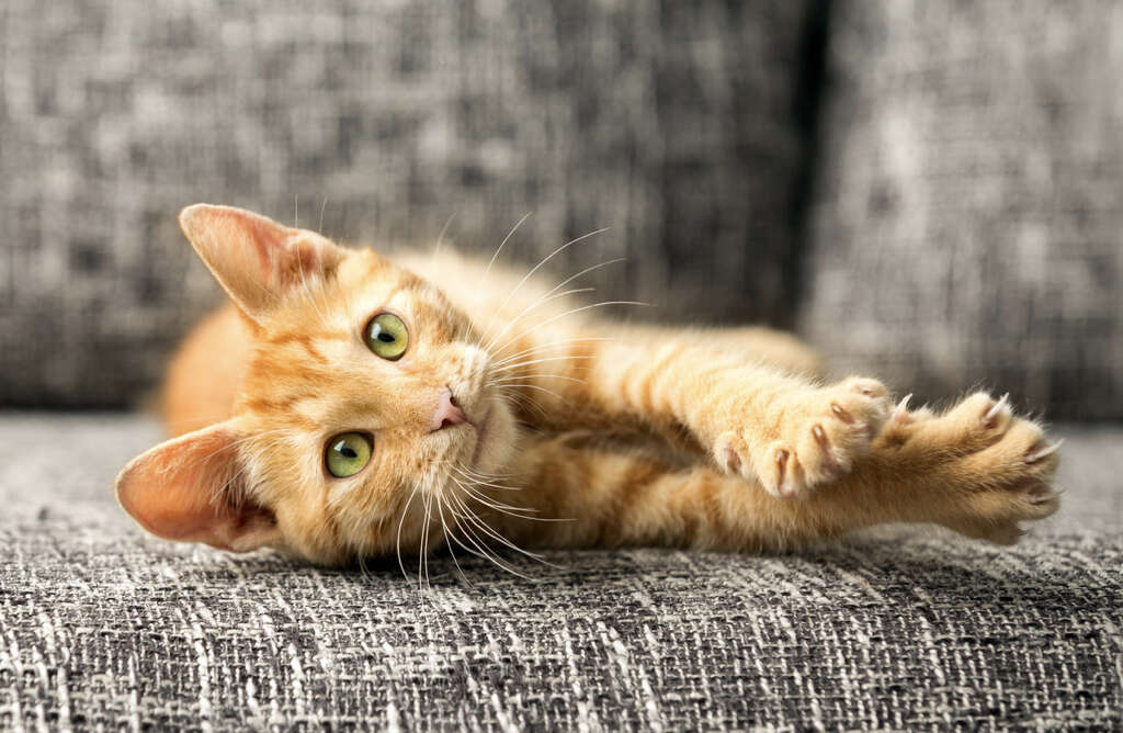 Cats Knead