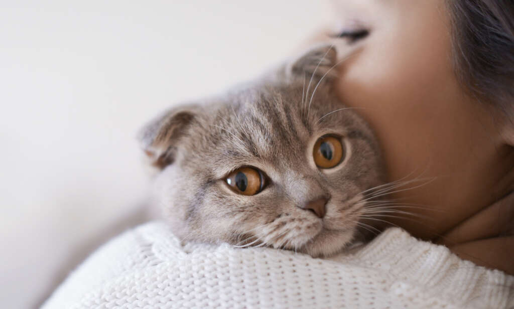 Cats Knead