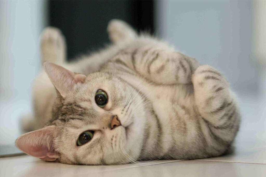 Cats Knead