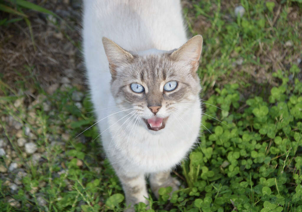 Cats Meow