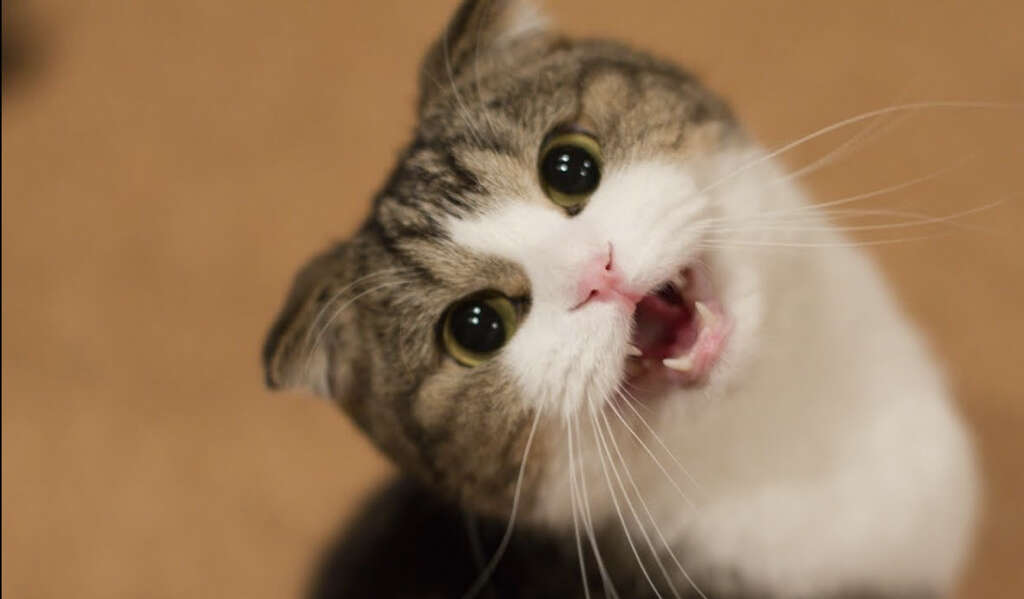 Cats Meow