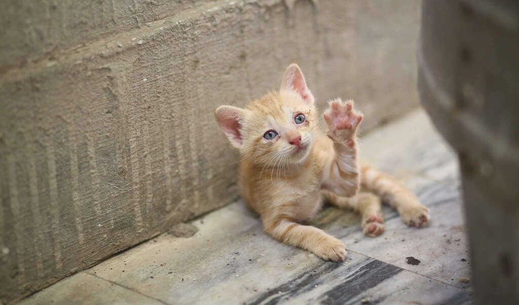 Cats Meow