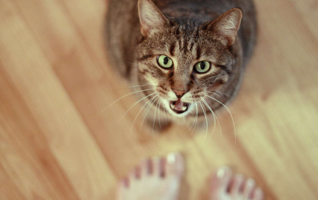 Cats Meow