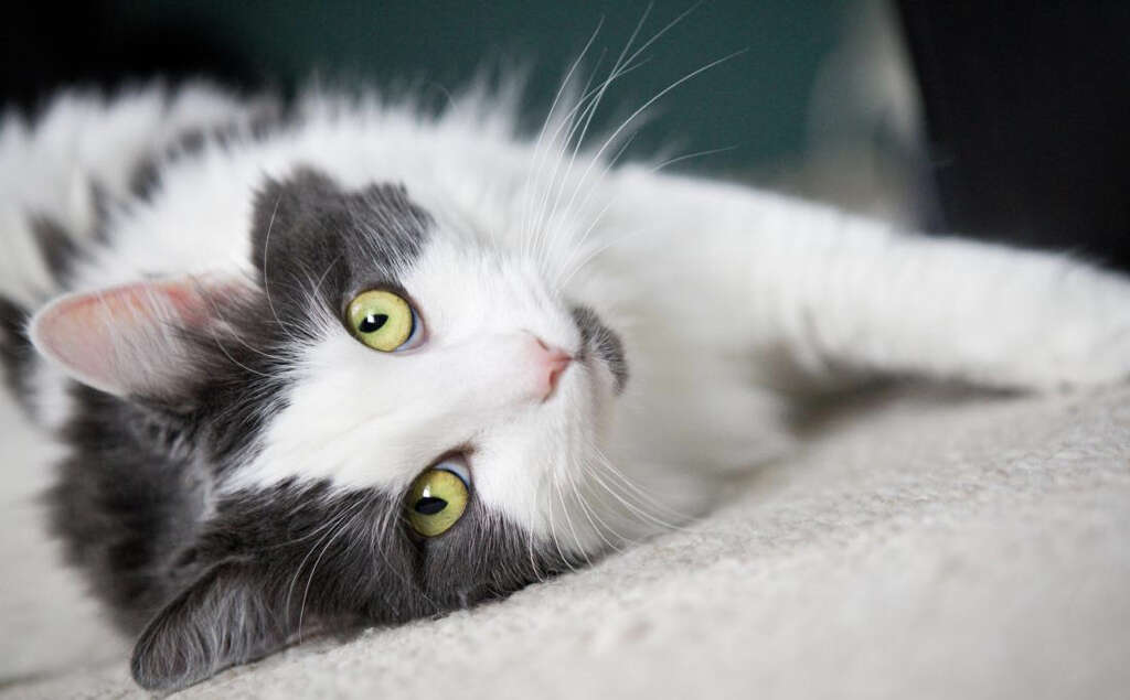 Cats Purr