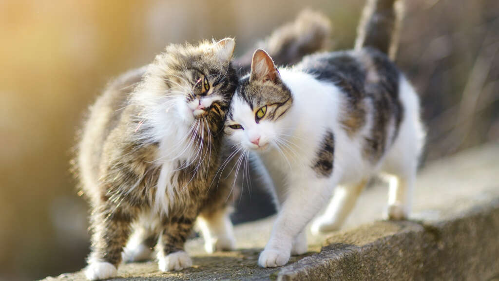 Cats Purr