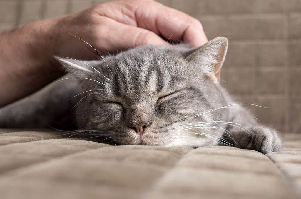 Cats Purr