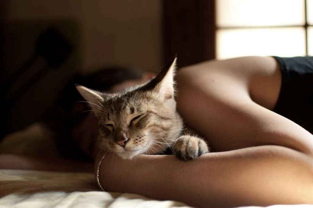 Cats Purr