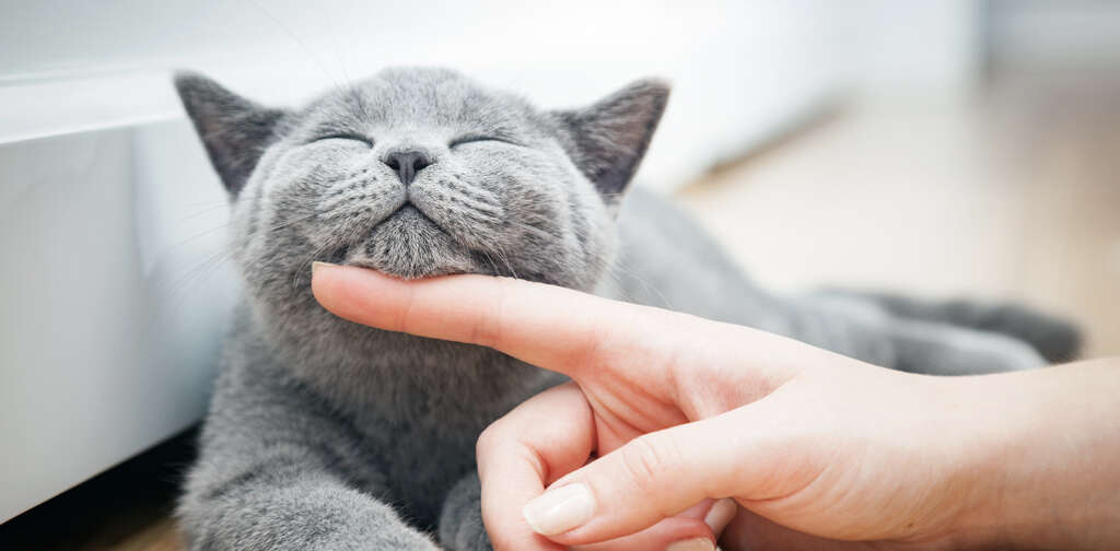 Cats Purr