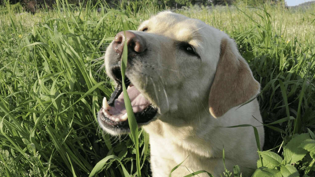 Dogs Eat Grass