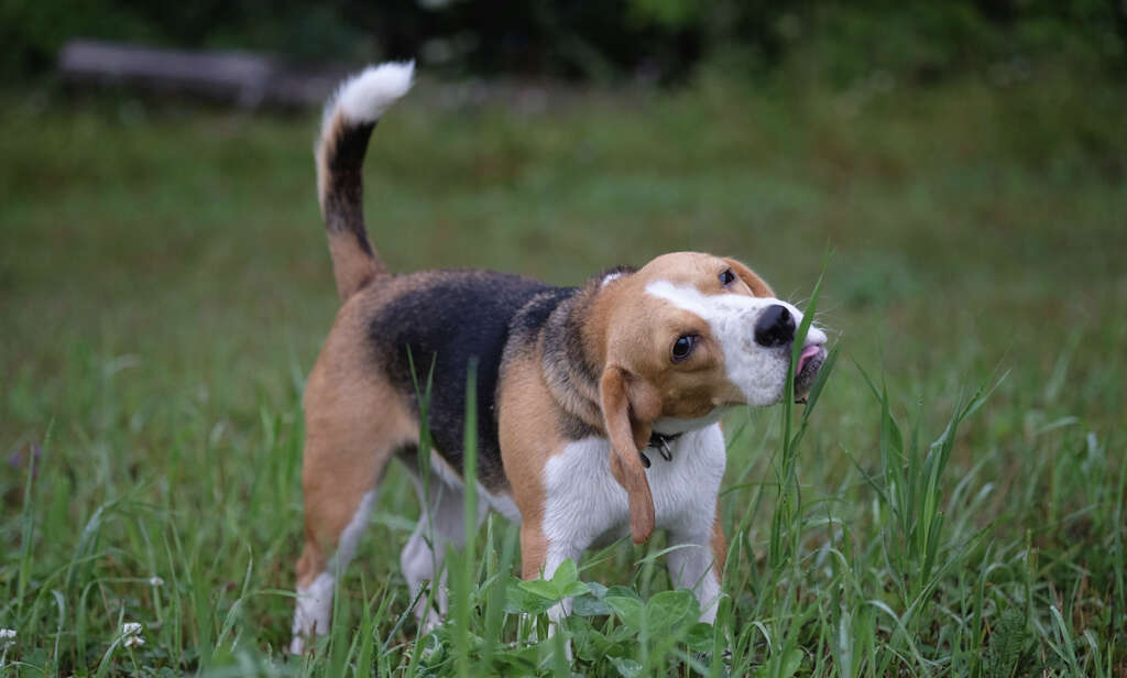 Dogs Eat Grass