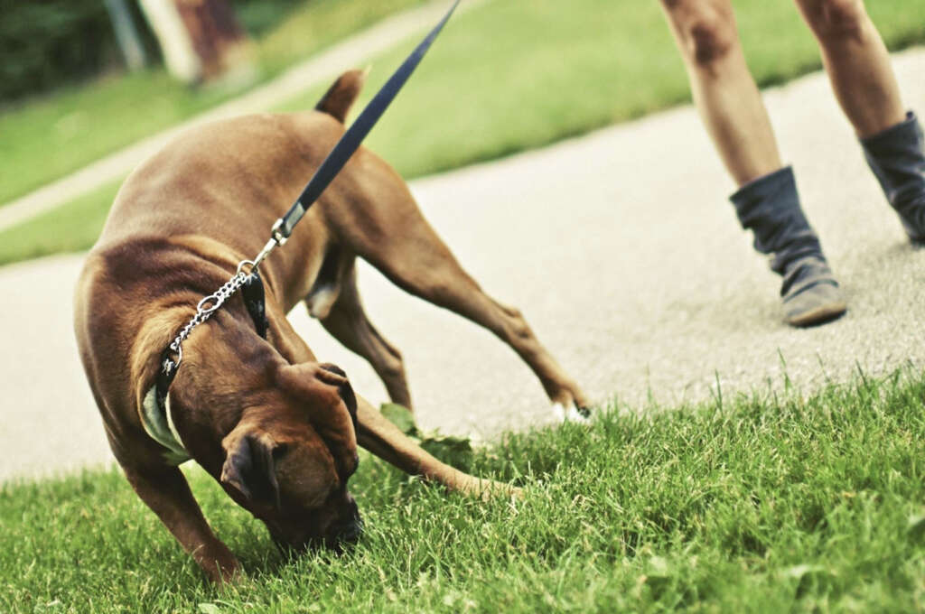 Dogs Eat Grass