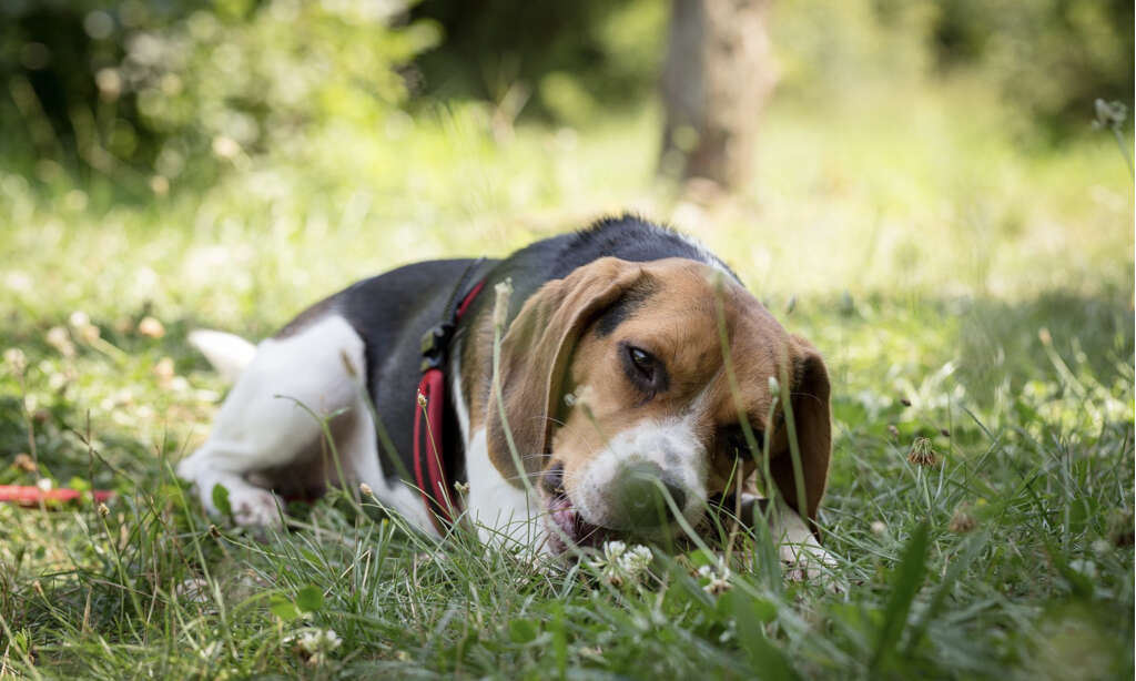 Dogs Eat Grass