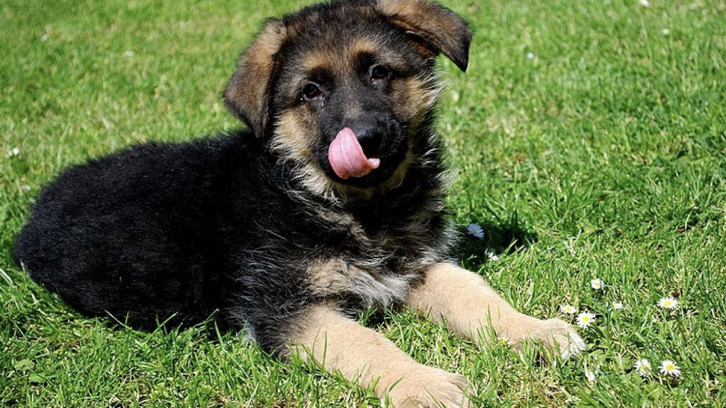 Dogs Eat Grass