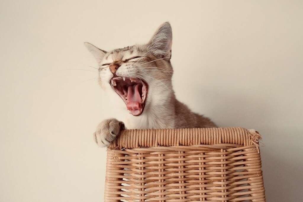 Yawning